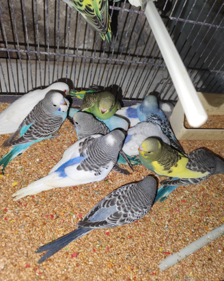 Cocoriti allevati a mano