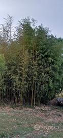 Canne di Bamboo 