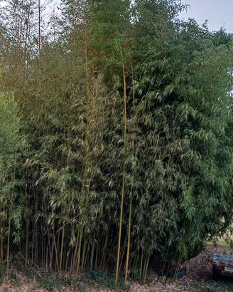 Canne di Bamboo 