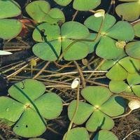 Quadrifoglio d'acqua 