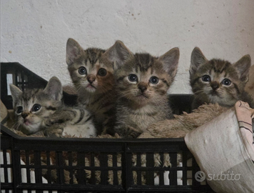 Cuccioli gatto