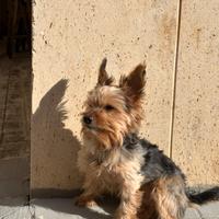 Accoppiamento yorkshire terrier toy