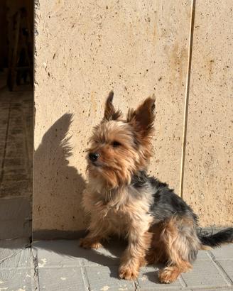 Accoppiamento yorkshire terrier toy