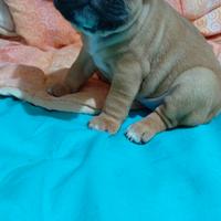 Cuccioli di bulldog francese