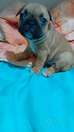 Cuccioli di bulldog francese