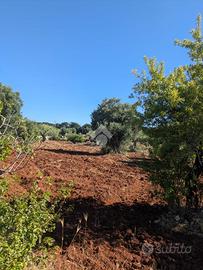 TER. AGRICOLO A POLIGNANO A MARE