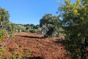 TER. AGRICOLO A POLIGNANO A MARE