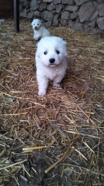 Cuccioli pastore e