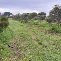 Terreno agricolo/edificabile