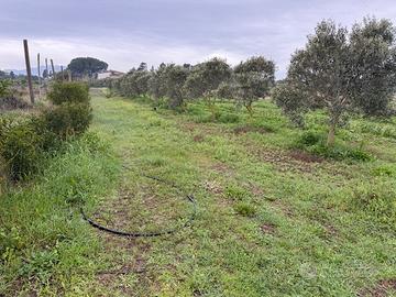Terreno agricolo/edificabile