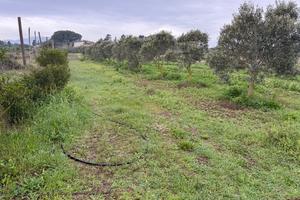 Terreno agricolo/edificabile