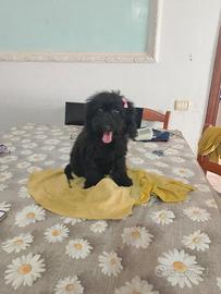 cucciola di barboncina
