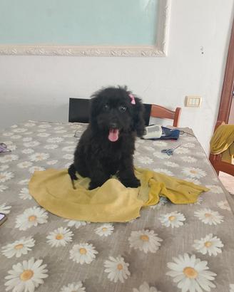 cucciola di barboncina