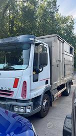 Iveco trasporto animali
