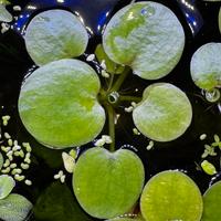 Limnobium pianta acquario