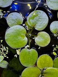 Limnobium pianta acquario