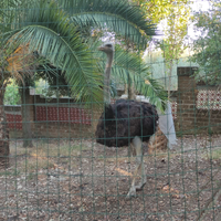 Struzzo maschio 14 mesi