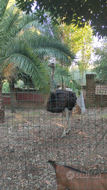 Struzzo maschio 14 mesi