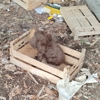 Cucciolo Bracco Lagotto