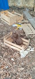 Cucciolo Bracco Lagotto