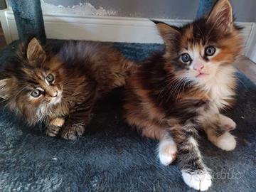 Cucciole Maine Coon