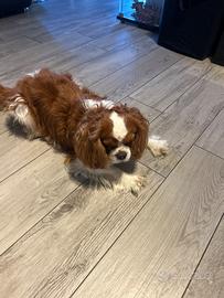 Cavalier King per monta con pedigree