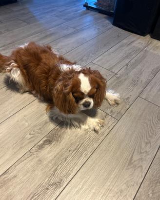 Cavalier King per monta con pedigree