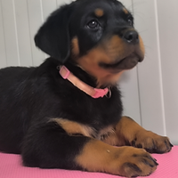 Cucciola di rottweiler