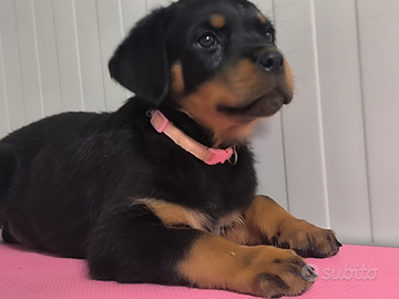 Cucciola di rottweiler