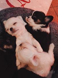Chihuahua cuccioli