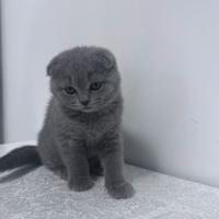 Gattina Scottish fold