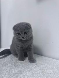 Gattina Scottish fold