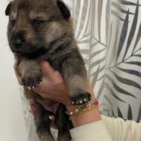 Vendi cuccioli lupo cecloslovacco