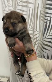 Vendi cuccioli lupo cecloslovacco