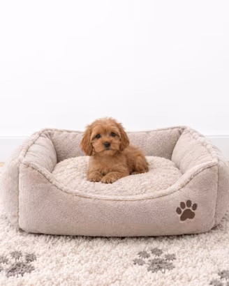 Cavapoo Red disponibili subito