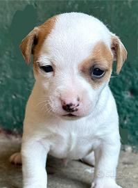 Jack Russell cuccioli