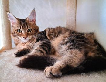 Meravigliosa cucciola di Maine Coon
