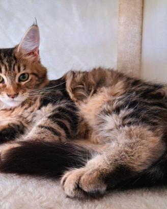 Meravigliosa cucciola di Maine Coon
