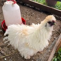 Moroseta: Gallo bianco riccio