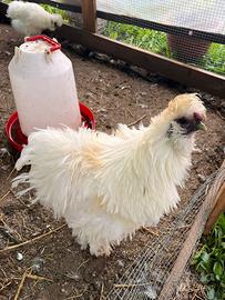 Moroseta: Gallo bianco riccio