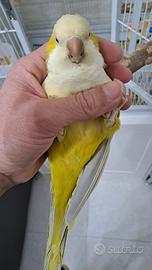 Parrocchetto Monaco Allevato a mano