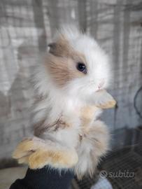 Conigli testa di leone