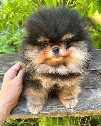 Cuccioli Volpini spitz pomerania toy