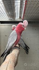 Cacatua rosa ed altri pappagalli