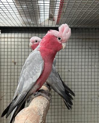 Cacatua rosa ed altri pappagalli