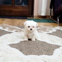 Maltese toy