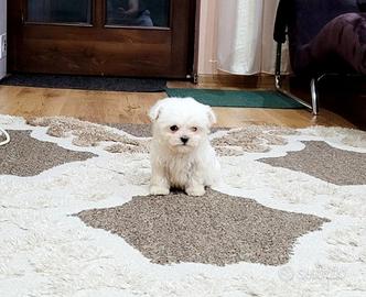 Maltese toy