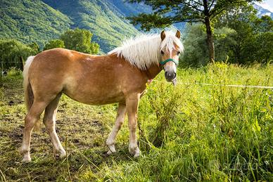 Cavallo
