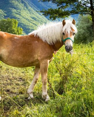 Cavallo