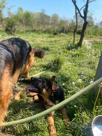 Disponibile cucciolo pastore tedesco